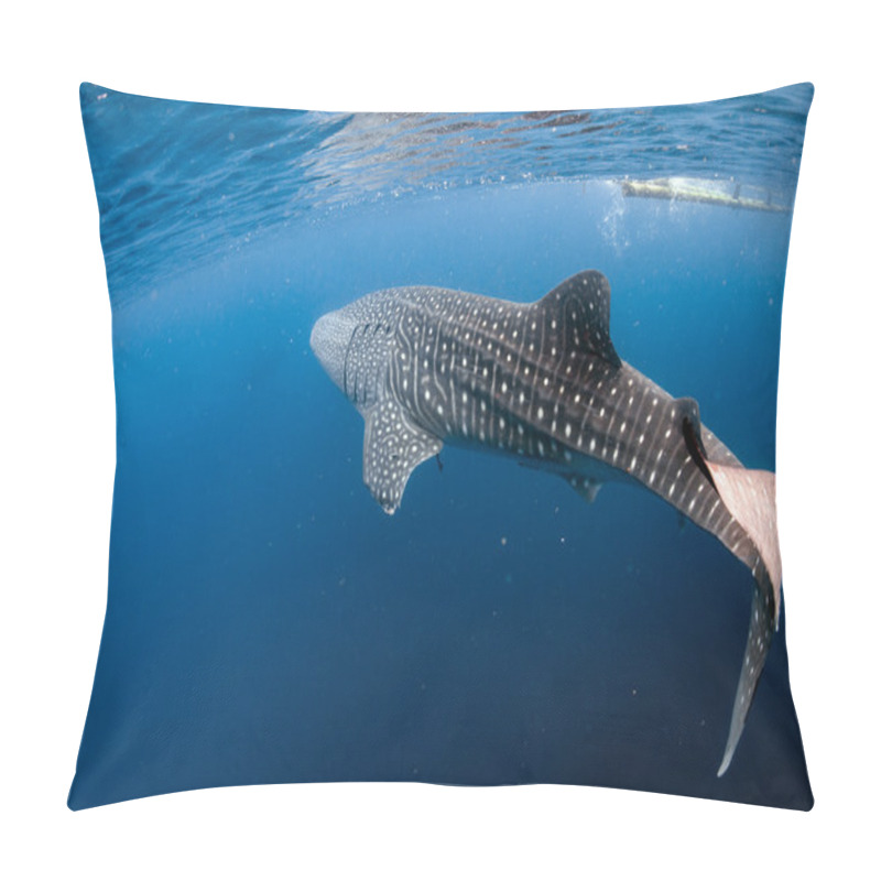 Personality  Whale Shark Coming To You Underwater Pillow Covers