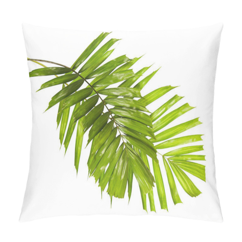 Personality  Macarthur Palm Leaves Or (Ptychosperma Macarthurii), Tropical Foliage Isolated On White Background With Clipping Path Pillow Covers