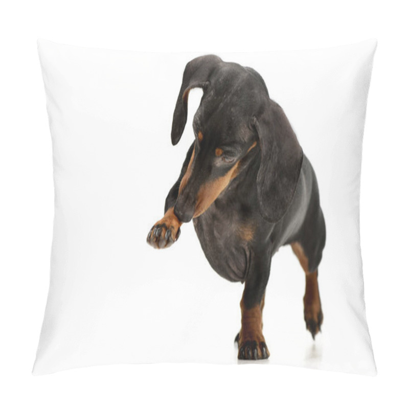 Personality  Studio Shot Of An Adorable Dachshund Dog Lifts Her Front Leg, Isolated On White. Pillow Covers