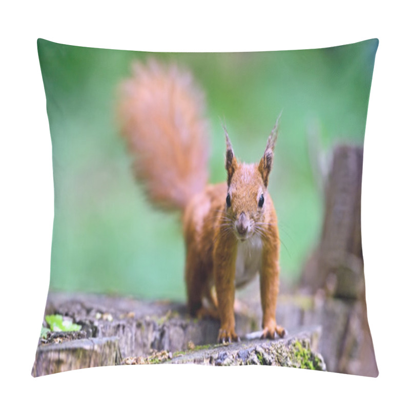 Personality  Squirrel Pillow Covers