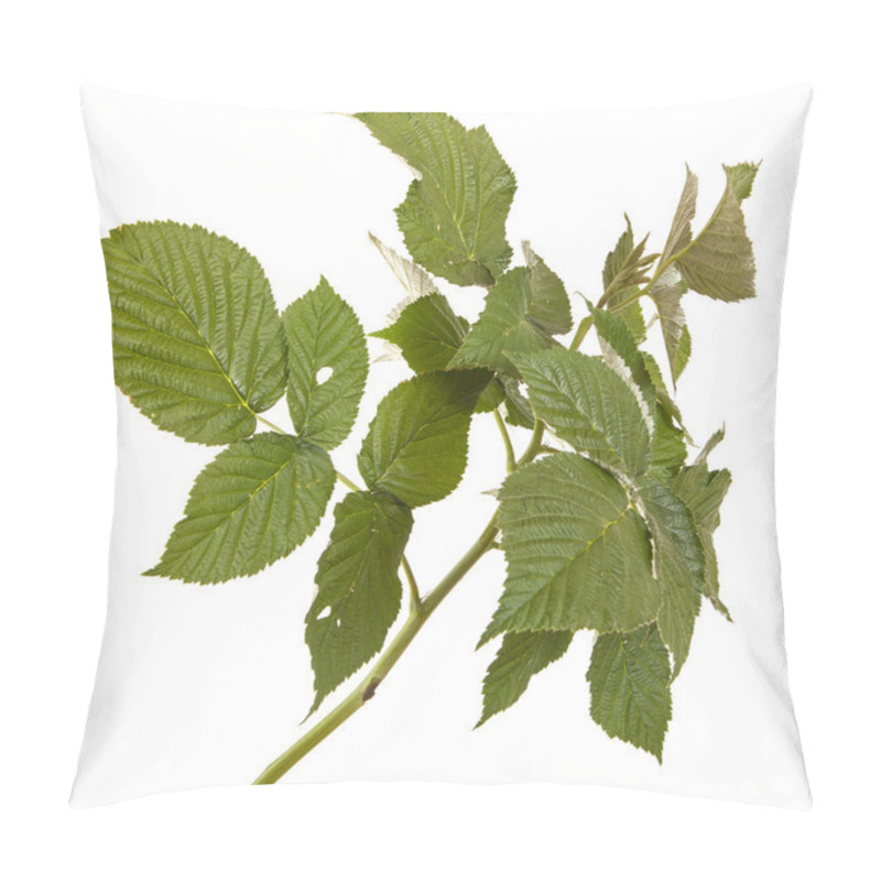 Personality  Green Raspberry Leaves. Isolated On White Background Pillow Covers