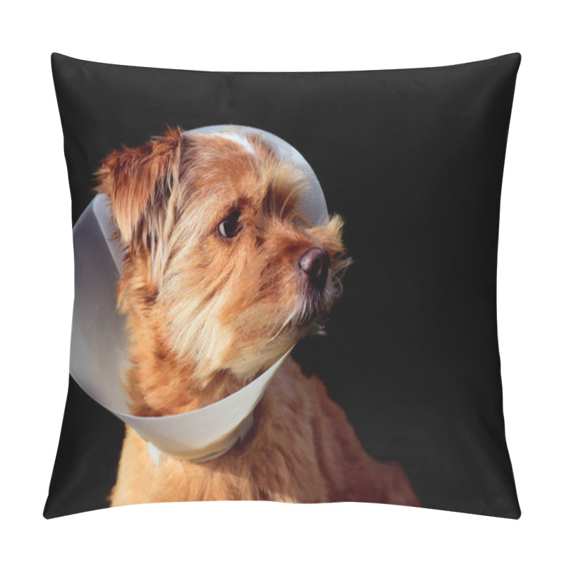 Personality  A Small Brown Hairy Cute Dog Sits In Front Of A Dark Background And Has A White Plastic Frill Around His Neck Because He Has Been Medically Treated Pillow Covers