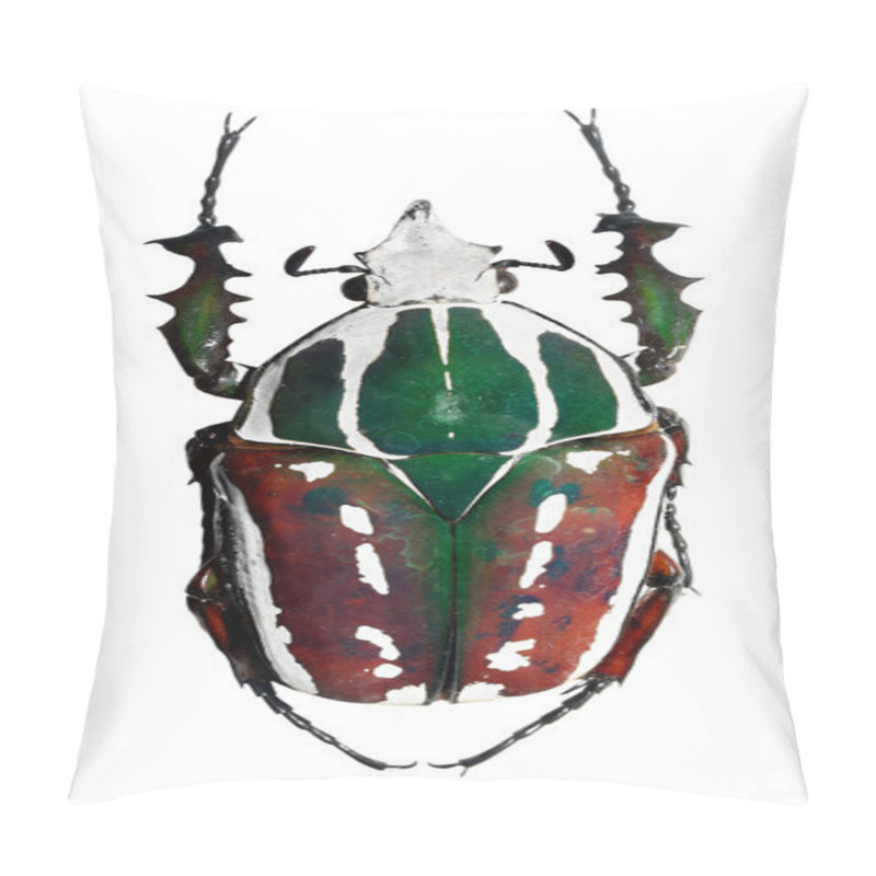 Personality  Goliath Beetle Pillow Covers