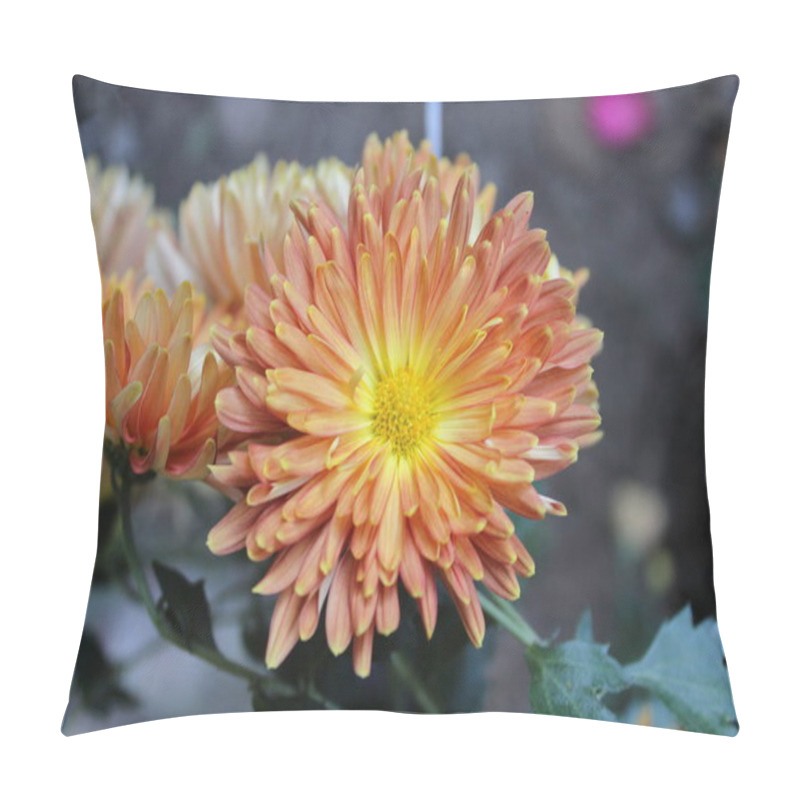 Personality  Chrysanthemum, Spoon Mums Or Chrysanths Pillow Covers