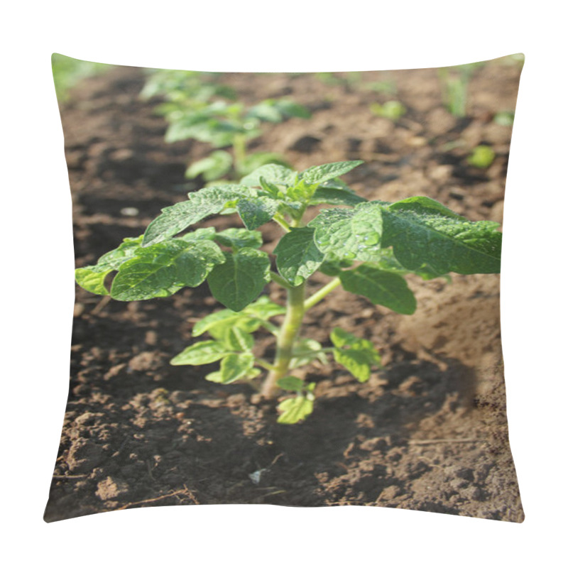 Personality  Young Plant Of Tomato Growing In The Soil Pillow Covers