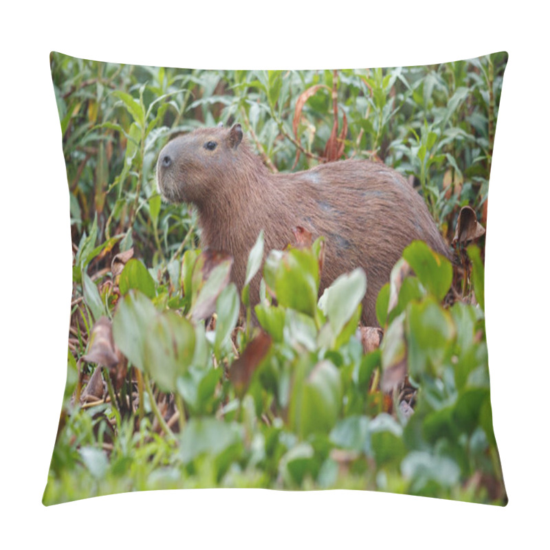 Personality  Capybara In The Nature Habitat Of Northern Pantanal Pillow Covers