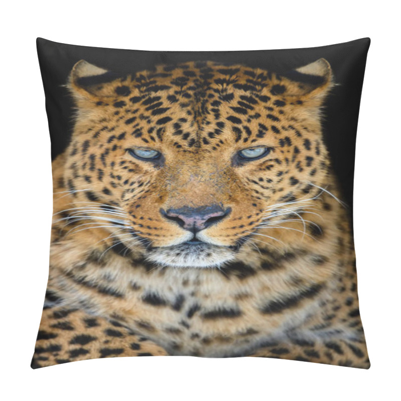 Personality  Close Up Beautiful Big Leopard Isolated On Black Background Pillow Covers