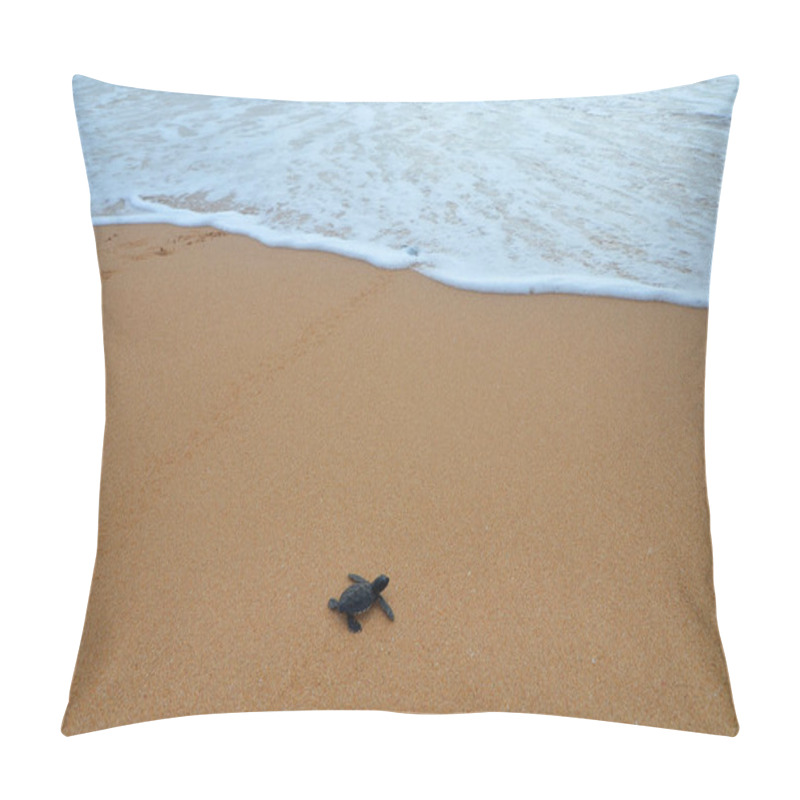 Personality   Turtle Baby In Sri Lanka Creeps Into The Ocean Pillow Covers