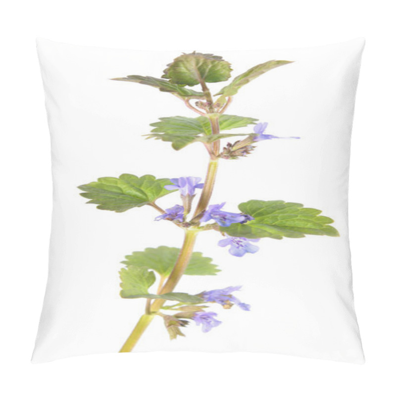 Personality  Field Balm Or Ground-ivy (Glechoma Hederacea) Isolated On White Background. Medicinal Plant Pillow Covers