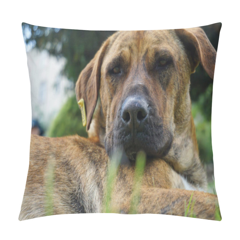 Personality  Close-Up Portrait Of A Brown Dog. Relaxed Dog Lying In The Grass Background, Selective Focus Pillow Covers