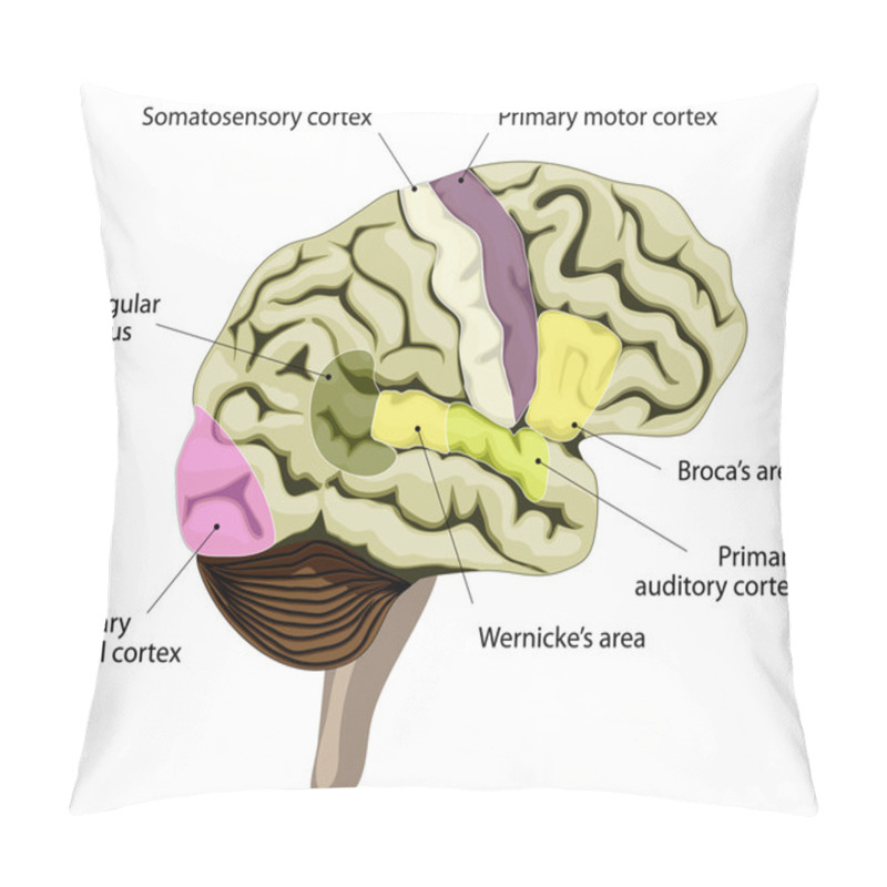 Personality  The Human Brain. Cortical Representation Of Speech And Language Pillow Covers