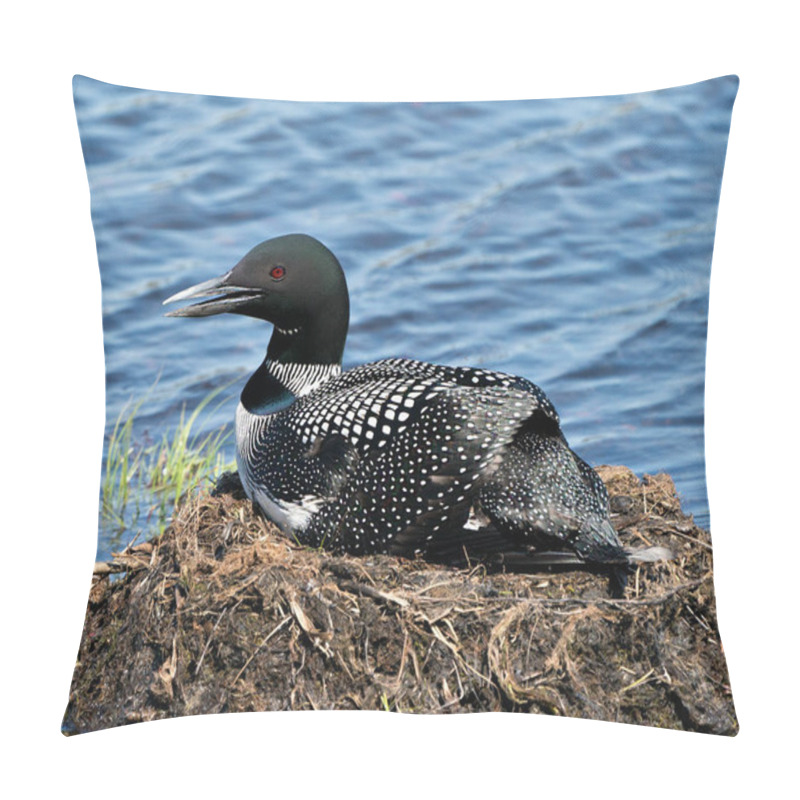 Personality  Loon Nesting On Its Nest With Marsh Grasses, Mud And Water By The Lake Shore In Its Environment And Habitat Displaying Red Eye, Black And White Feather Plumage, Greenish Neck With A Blur Background. Loon Nest Image. Loon On Lake. Loon In Wetland. Pillow Covers