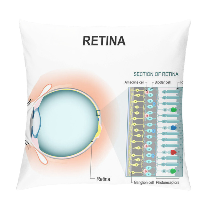 Personality  Retinal Cells: Rod And Cone Cells Pillow Covers