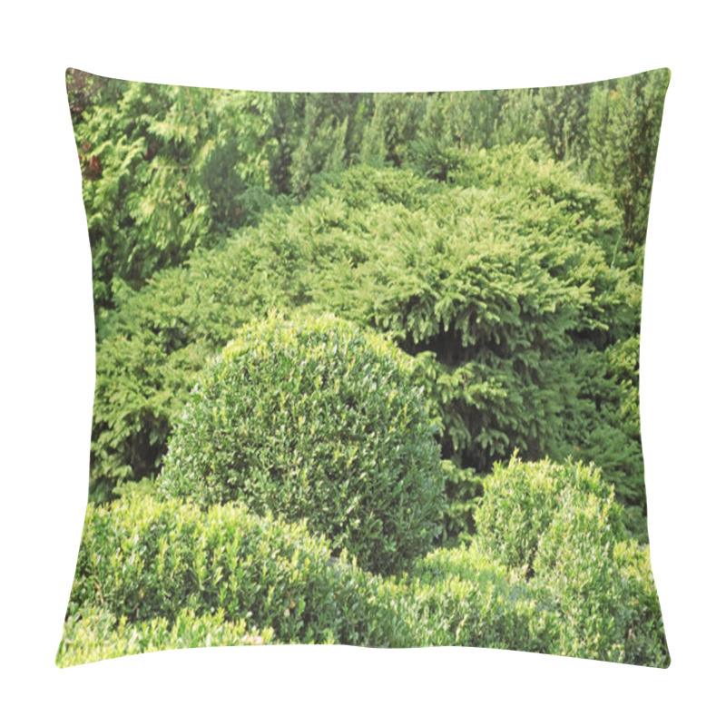 Personality  Clipped Buxus sempervirens pillow covers