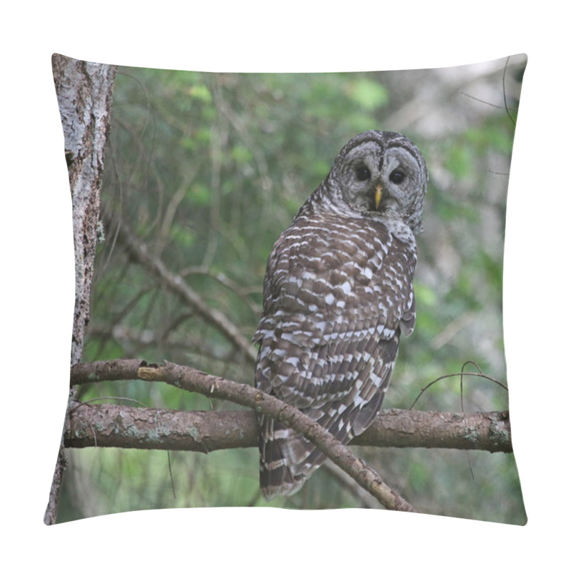 Personality  Barred Owl Eye Contact Pillow Covers