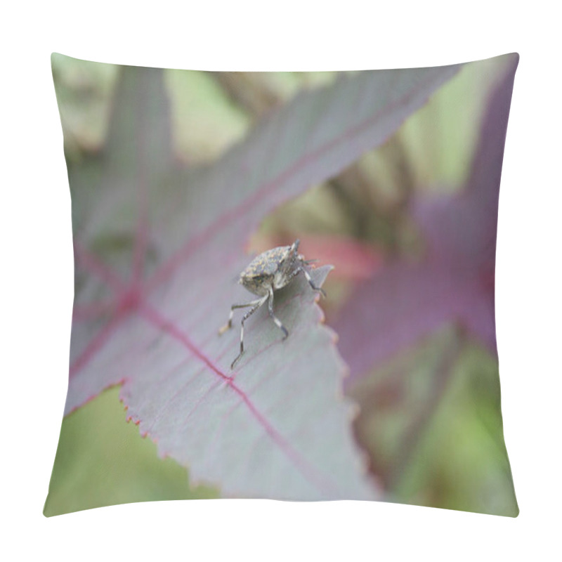 Personality  Brown Marmorated Shield Bug On A Castor Bean Plant. Halyomorpha Halys Insect On A Purple Leaf Pillow Covers