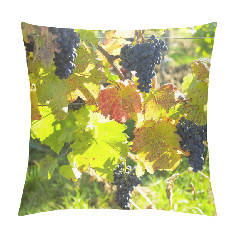 Personality  Grapevines In Vineyard (frankovka), Czech Republic Pillow Covers