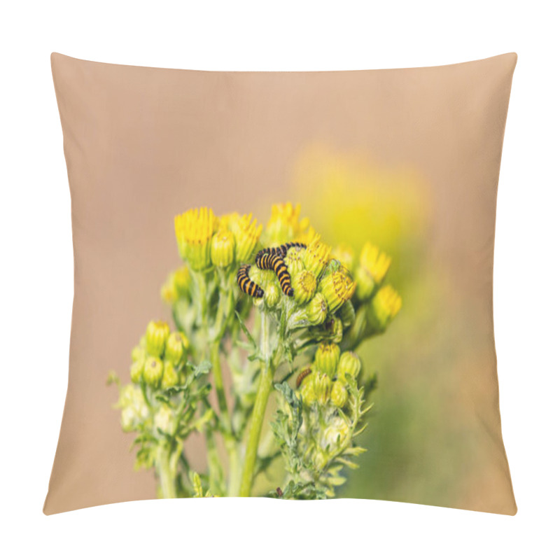 Personality  A Close Up Of A Ragwort Plant With Cinnabar Caterpillars On The Flowers And A Shallow Depth Of Field Pillow Covers