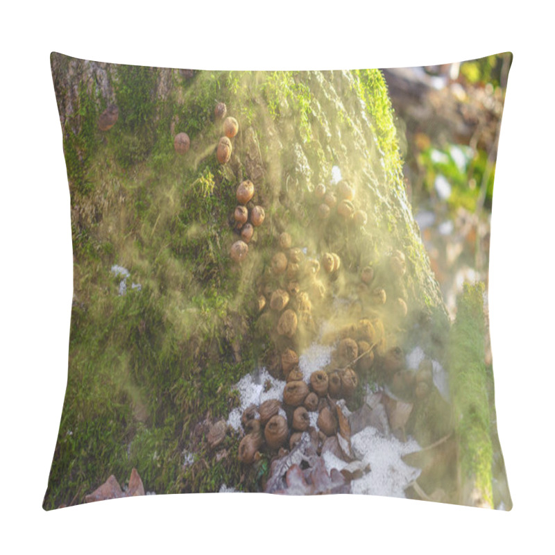 Personality  Dusty Puffball Fungi Releasing Spores On Mossy Trunk In Autumn Woods Pillow Covers