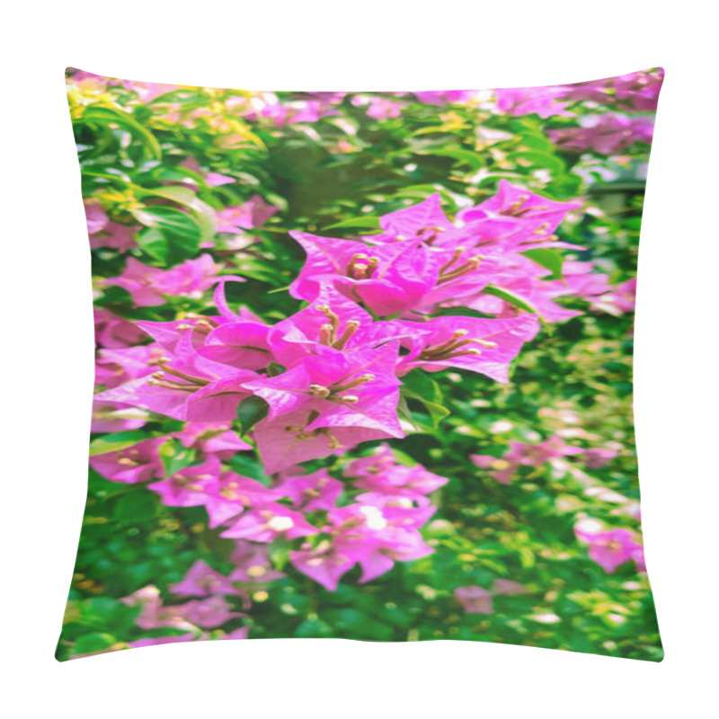 Personality  Purple Paper Flower Or The Lesser Bougainvillea With The Scientific Name Bougainvillea Glabra. Climbing Bushes With Small Thorns. Pillow Covers