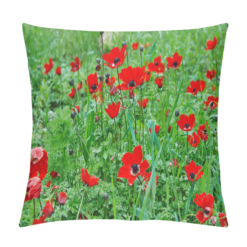 Personality  Spring Flowering Of Red Flowers Anemones In Green Meadows In Southern Israel. Red Poppy Flowers, National Flower Of Israel. Pillow Covers