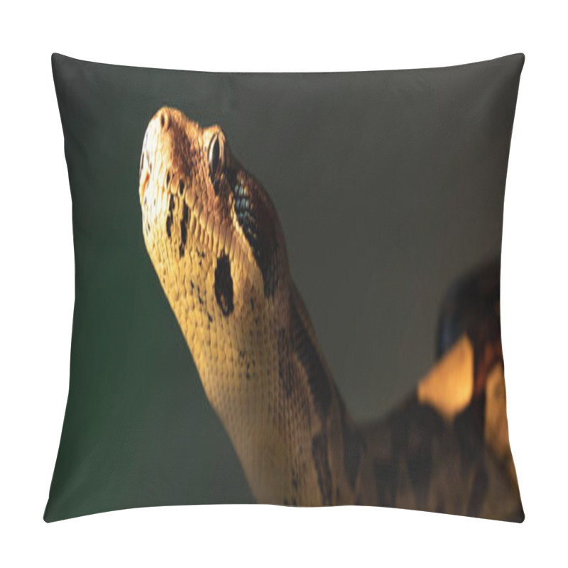 Personality  Panoramic Shot Of Python In Sunlight Isolated On Grey Pillow Covers