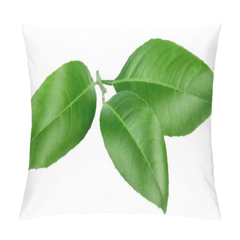 Personality  Citrus Leaves Isolated On A White Background Pillow Covers