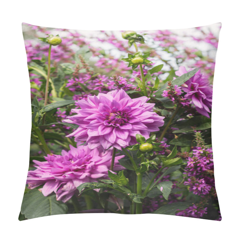 Personality  Purple Dahlia Flowers In Garden Pillow Covers