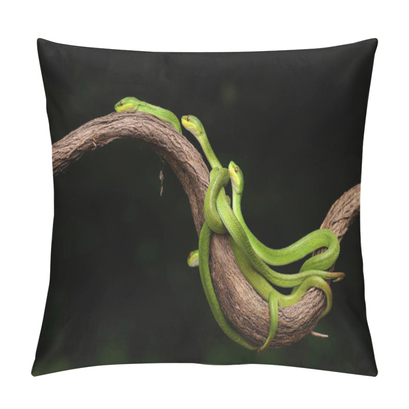 Personality  A Group Of Baby Lesser Sunda Pit Vipers (Trimeresurus Insularis) Crept Along A Dry Tree Branch. Pillow Covers