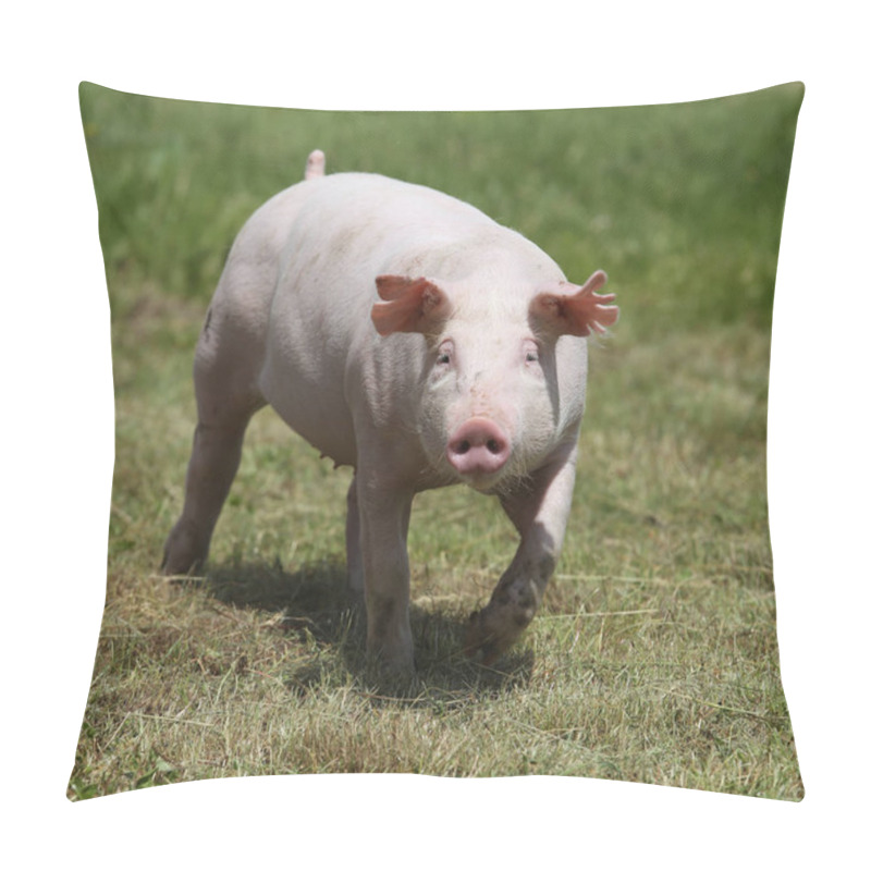 Personality  Little Pink Growing Piglet Grazing On Rural Pig Farm Pillow Covers