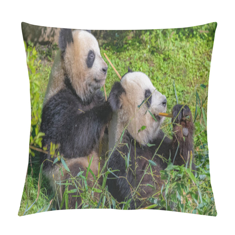 Personality  Giant Pandas, Bear Pandas, The Mother And Her Son Eating Bamboo  Pillow Covers