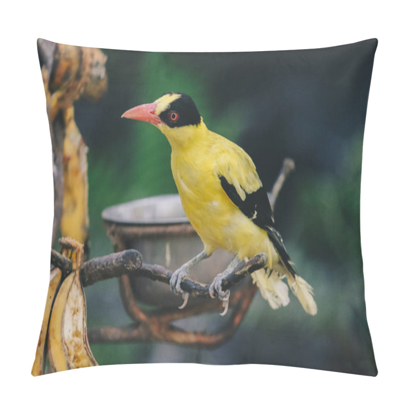 Personality  Black Naped Oriole (Oriolus Chinensis) Or Single Yellow Bird Perched On A Tree Branch. Pillow Covers