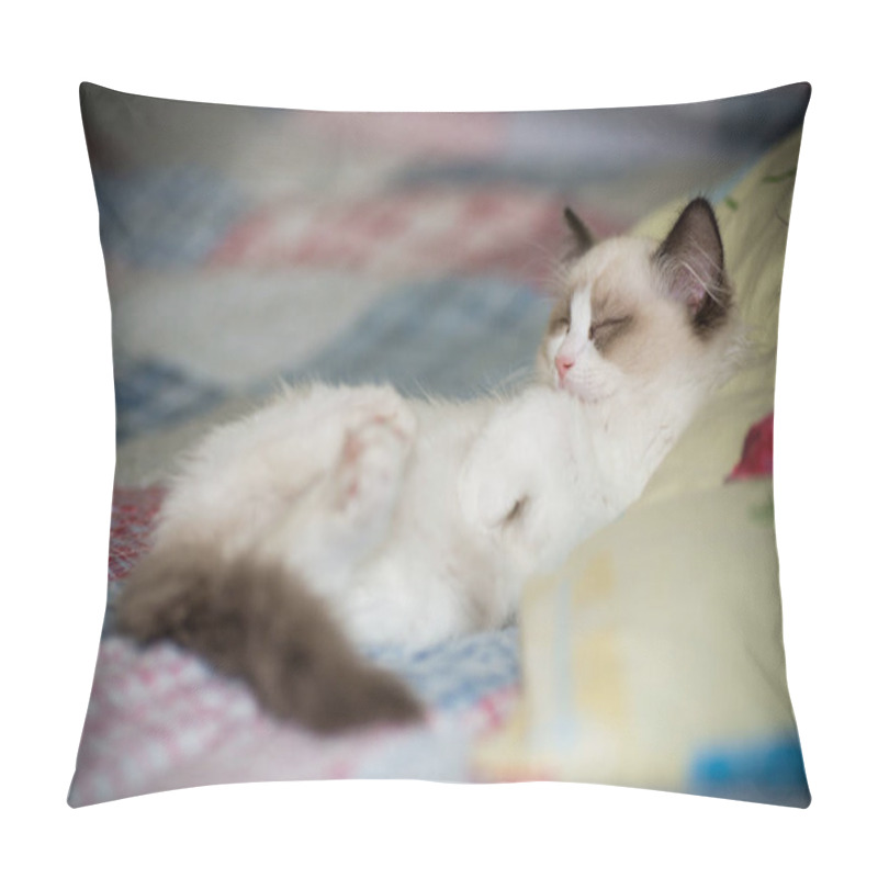 Personality  Two Month Old Ragdoll Kitten At Home Pillow Covers