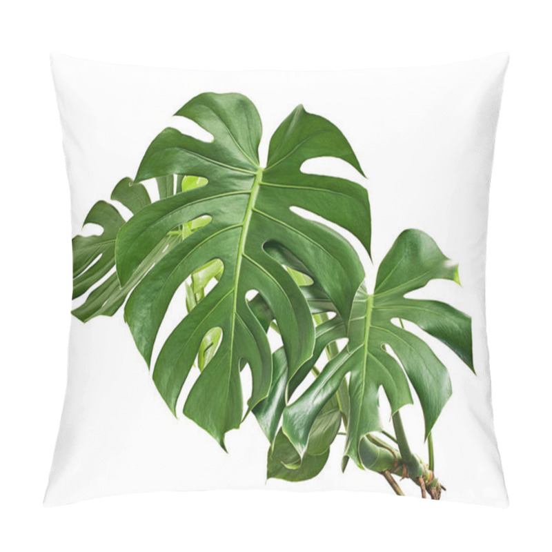 Personality  Monstera Deliciosa Leaf Or Swiss Cheese Plant, Isolated On White Background, With Clipping Path   Pillow Covers