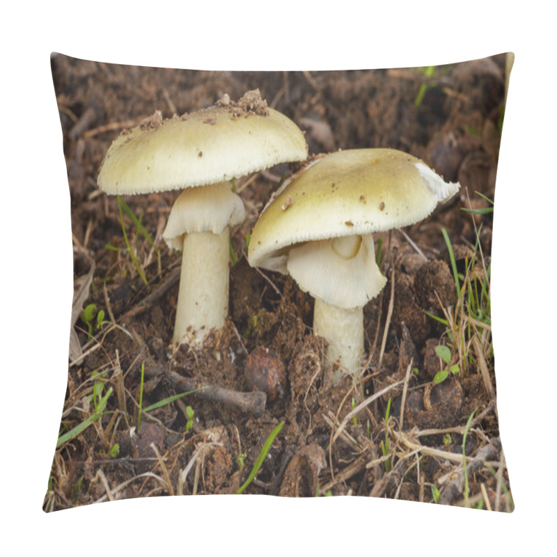 Personality  Amanita Phalloides, Poisonous Mushroom Cloth. Pillow Covers