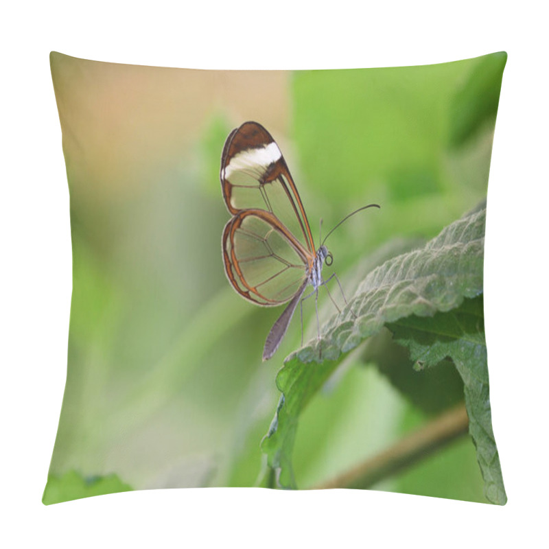 Personality  Glasswing Butterfly (greta Oto) Pillow Covers