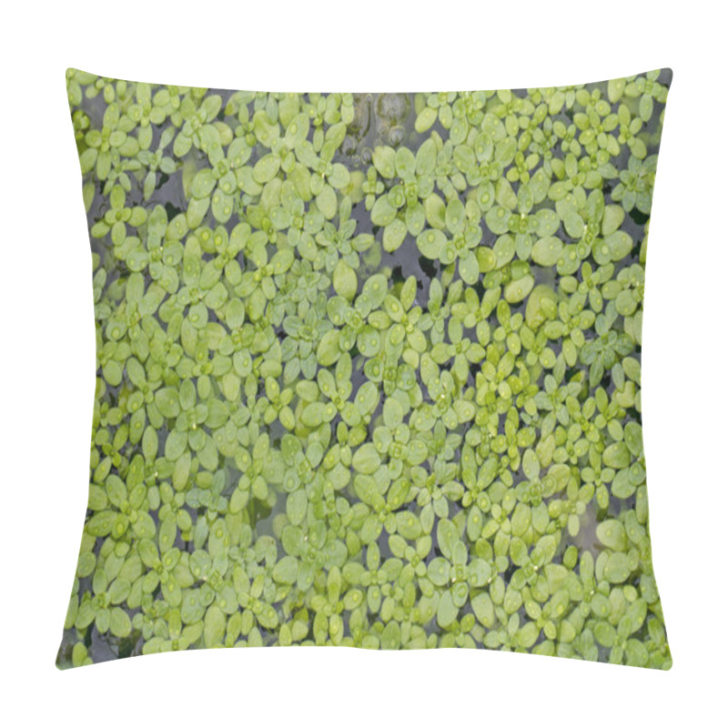 Personality  Aquatic Duckweed Plants Pillow Covers