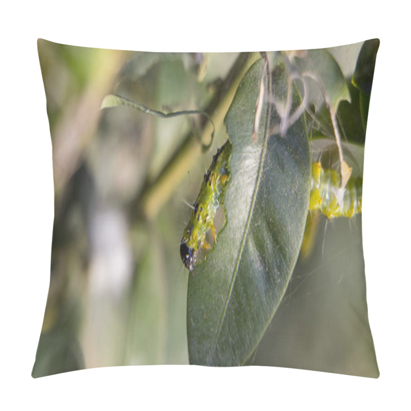 Personality  Cydalima Perspectalis As The Biggest Pest For Buxus. Pillow Covers