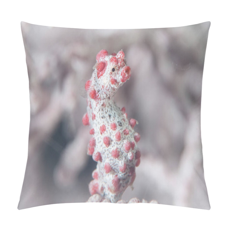 Personality  A Pygmy Seahorse, Hippocampus Bargabanti, Clings To A Gorgonian With Its Prehensile Tail. Pillow Covers