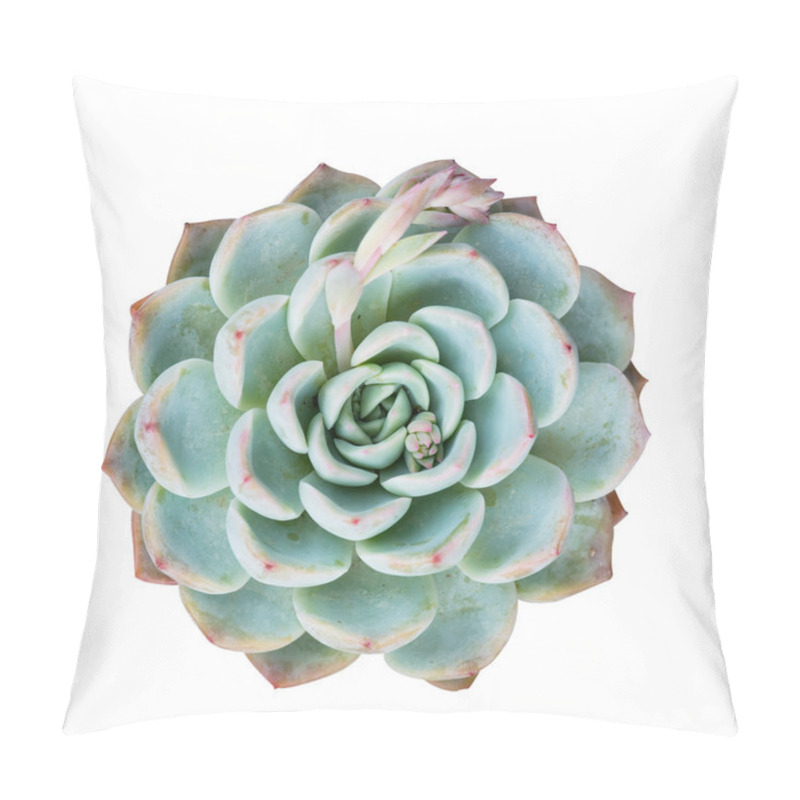 Personality   Miniature Succulent Plants In Garden Pillow Covers