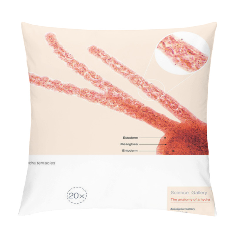 Personality  Hydra Is A Small Genus Of Freshwater Hydroids Of The Phylum Cnidarians, Which Are Native To Temperate And Tropical Regions And Have The Ability To Regenerate And Do Not Age. Magnify 200x Pillow Covers