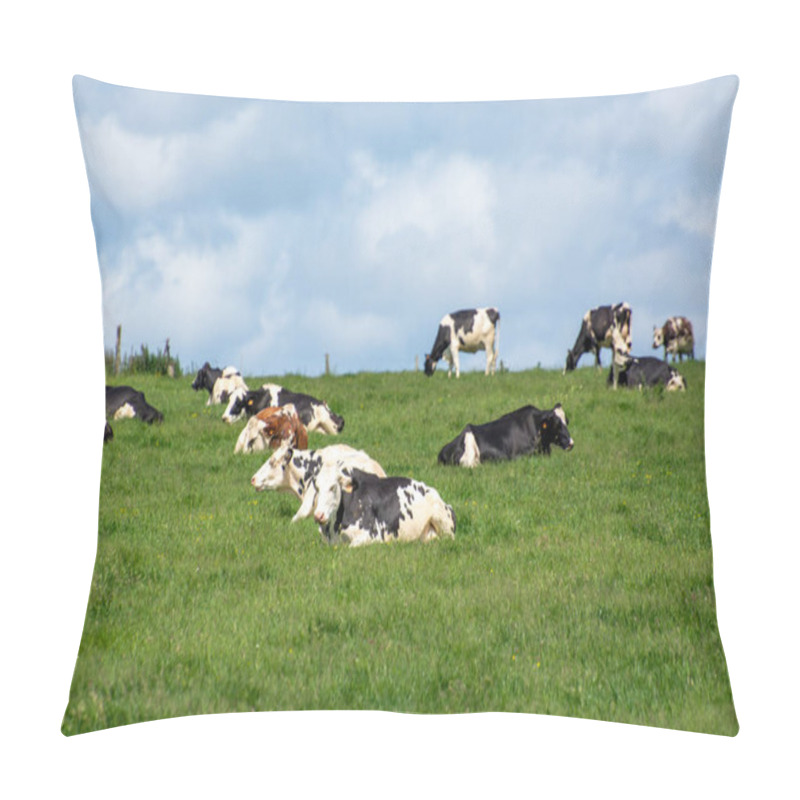 Personality  Herd Of Cows Resting On Green Grass Pasture, Milk, Cheese And Meat Production In Normandy, France Pillow Covers