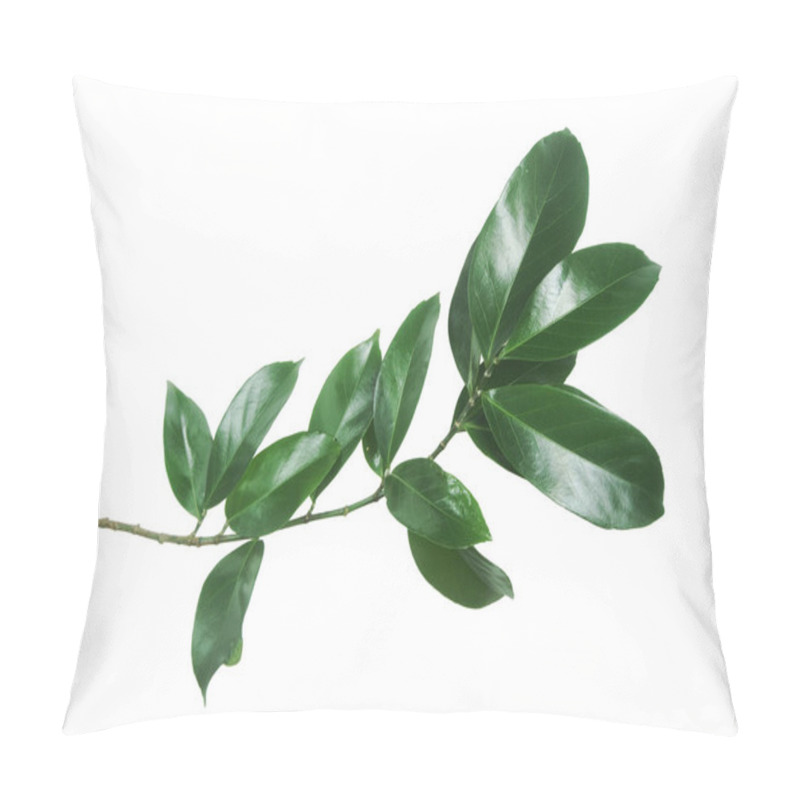 Personality  Branch Of Green Leaves Isolated On White Background. Pillow Covers