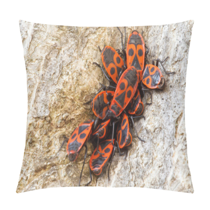 Personality  Group Of Firebugs (Pyrrhocoris Apterus) Pillow Covers