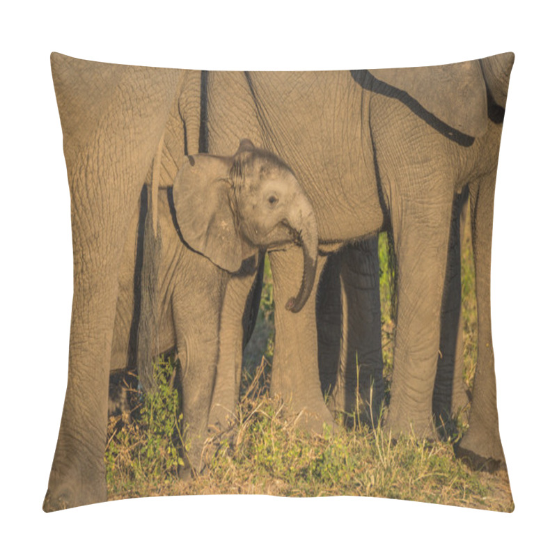 Personality  Baby Elephant Dwarfed By Adults Facing Camera Pillow Covers