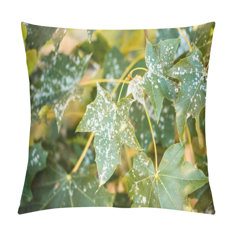 Personality  Powdery Mildew On Foliage Of Acer Tataricum Or Tatarian Maple. Pillow Covers