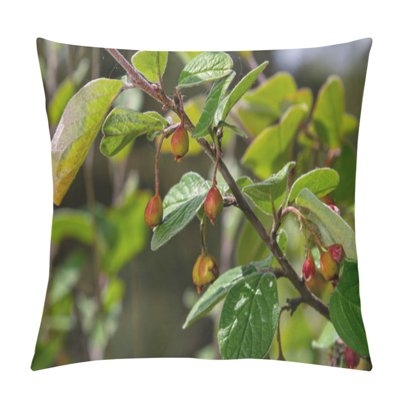 Personality  Cotoneaster Procumbens. Cotoneaster Bush Plant With Ripe Red Berries. Pillow Covers