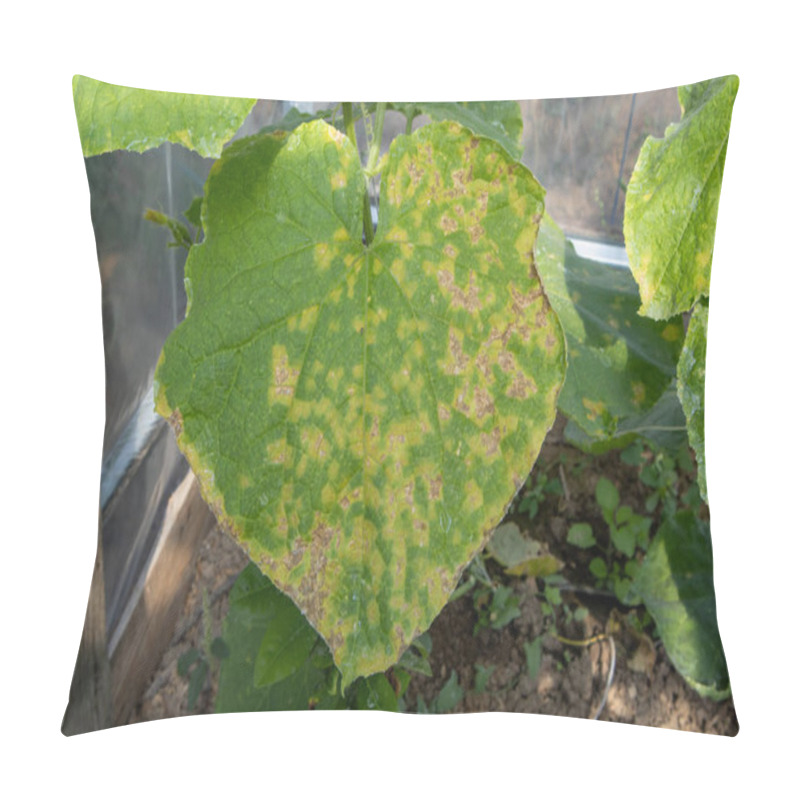 Personality  Cucumber Leaf Showing Symptoms Of Downy Mildew Disease, A Serious Fungal Disease Of Cucumbers Pillow Covers