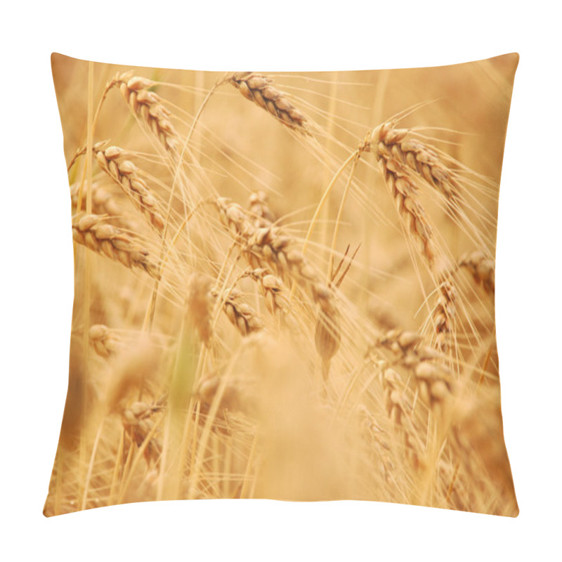 Personality  Wheat Before Harvest Pillow Covers