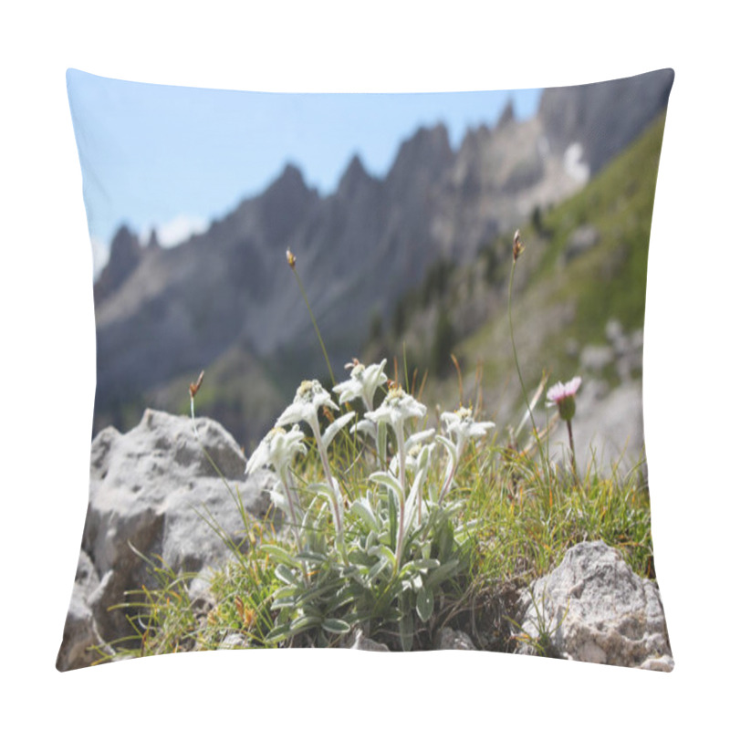 Personality  White Edelweiss Wildflowers Petals Pillow Covers